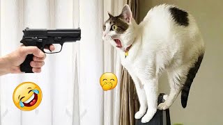 Funny Dogs And Cats Videos 2024  Best Funniest Animal Videos Of The week