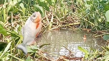 Câu cá thiên nhiên cá rô cá chim mè vinh cá dảnh cá tra cá chép