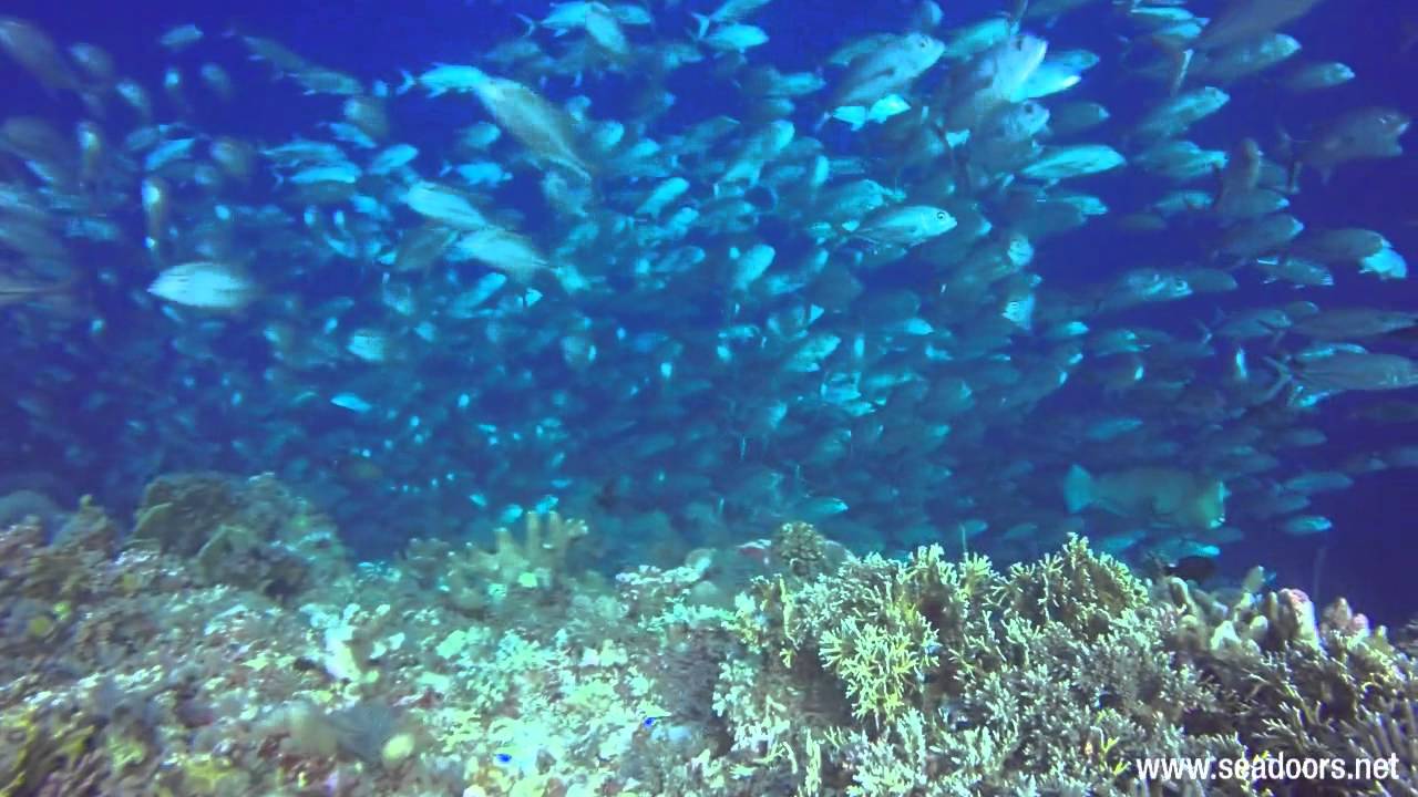Seadoors   Tubbataha   2015
