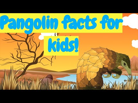 Pangolin facts for kids