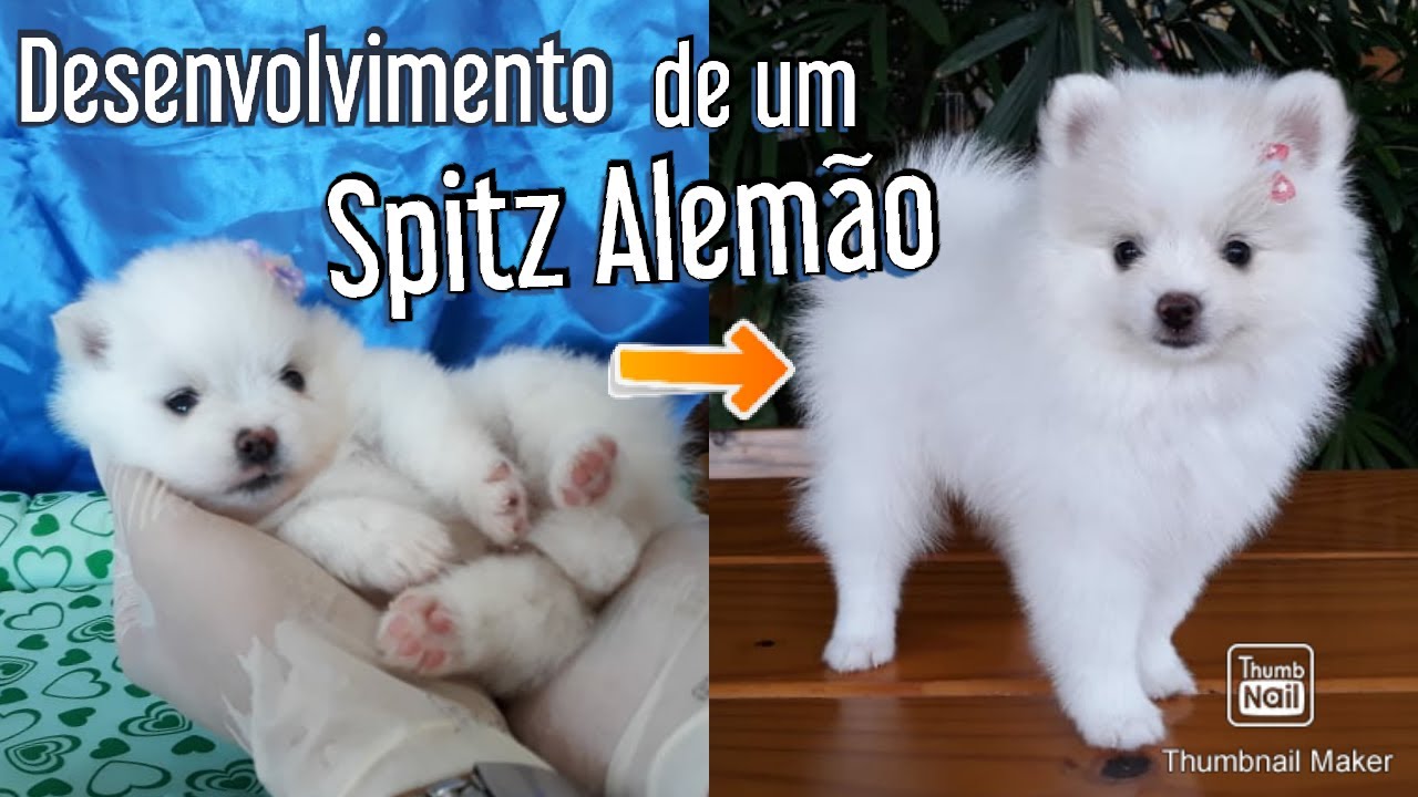 Quanto Pesa Um Spitz Filhote?