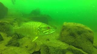 LIveLifeOutdoors: Scuba Diving Devils Lake Wisconsin