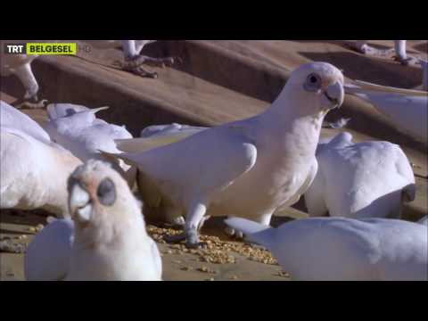 Papağanlar Diyarı Avustralya | Fragman