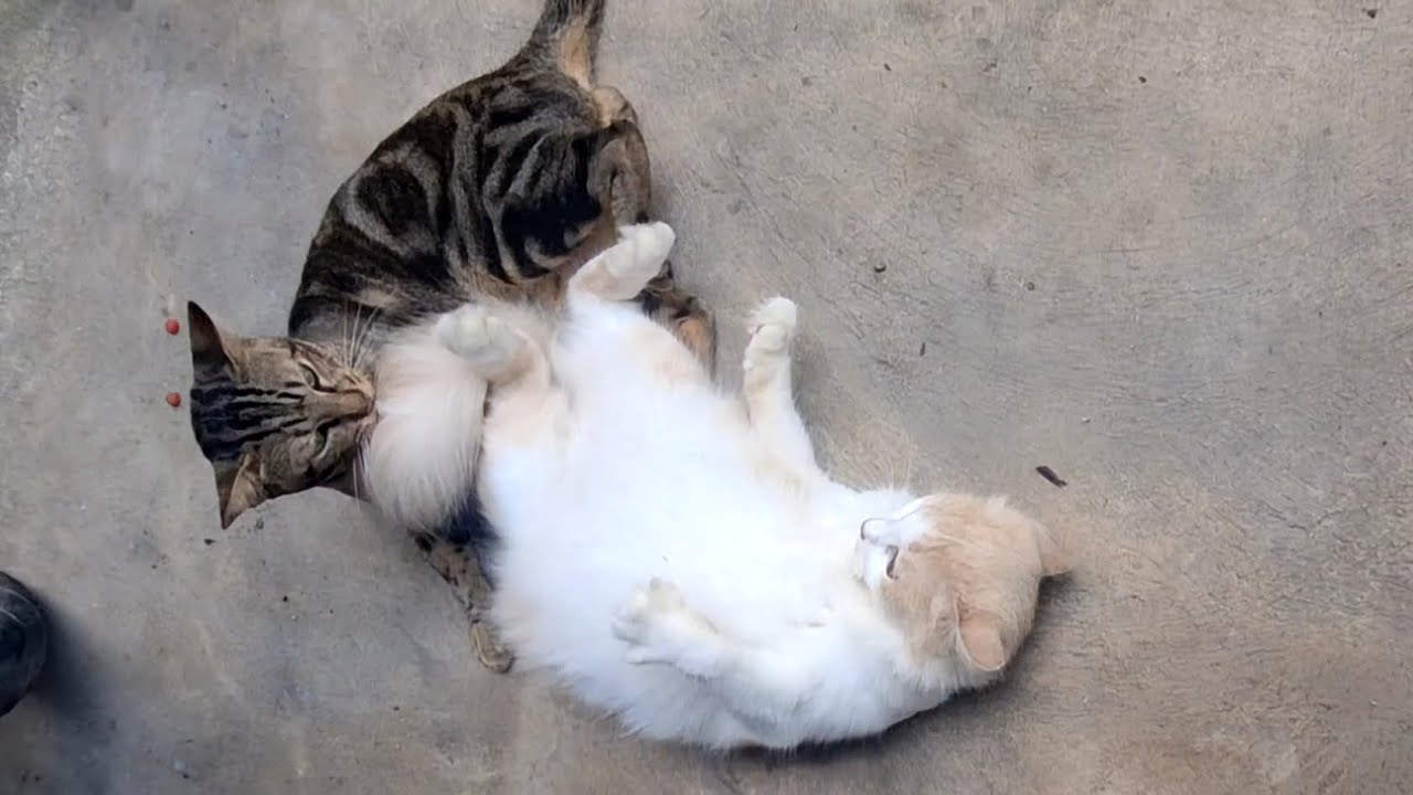 The moment a pair of cats make out 