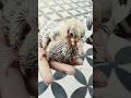 kabutar ka chota baccha hai #viral #pigeon #baby #trending
