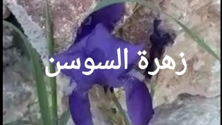 زهرة السوسن