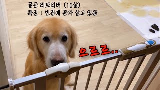 I rescued a crying retriever left alone in an empty house!