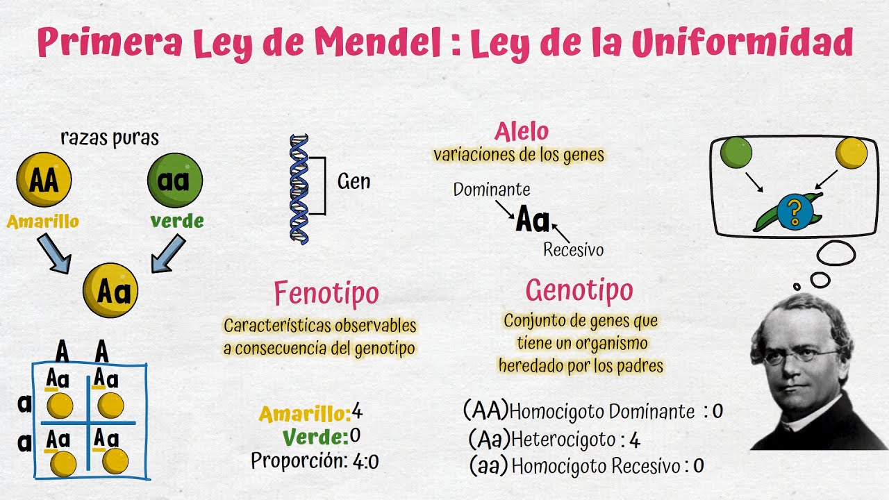 Introducir 79+ imagen primera y segunda ley de mendel