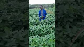 The Power Of Di Grow