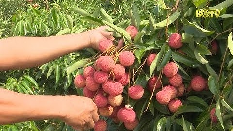 Lục Ngạn: Vải thiều sớm có giá bán cao