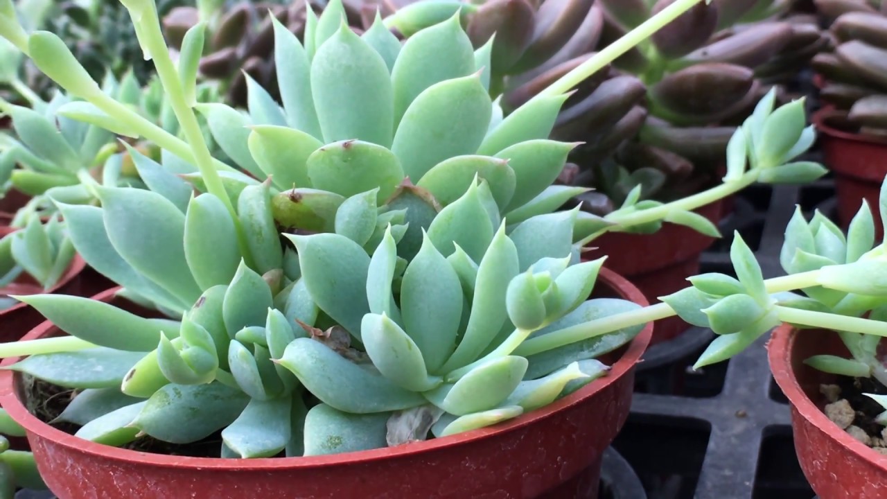 Succulent Plant 多肉植物觀察蔓蓮 Youtube