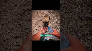 HE COULDN'T LEAVE THE PUPPY BEHIND ❤️🐶 #wholesome #dog #heartwarming