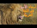تعرف بعض أسماء الأسد اسماء الأسد في اللغة العربية 