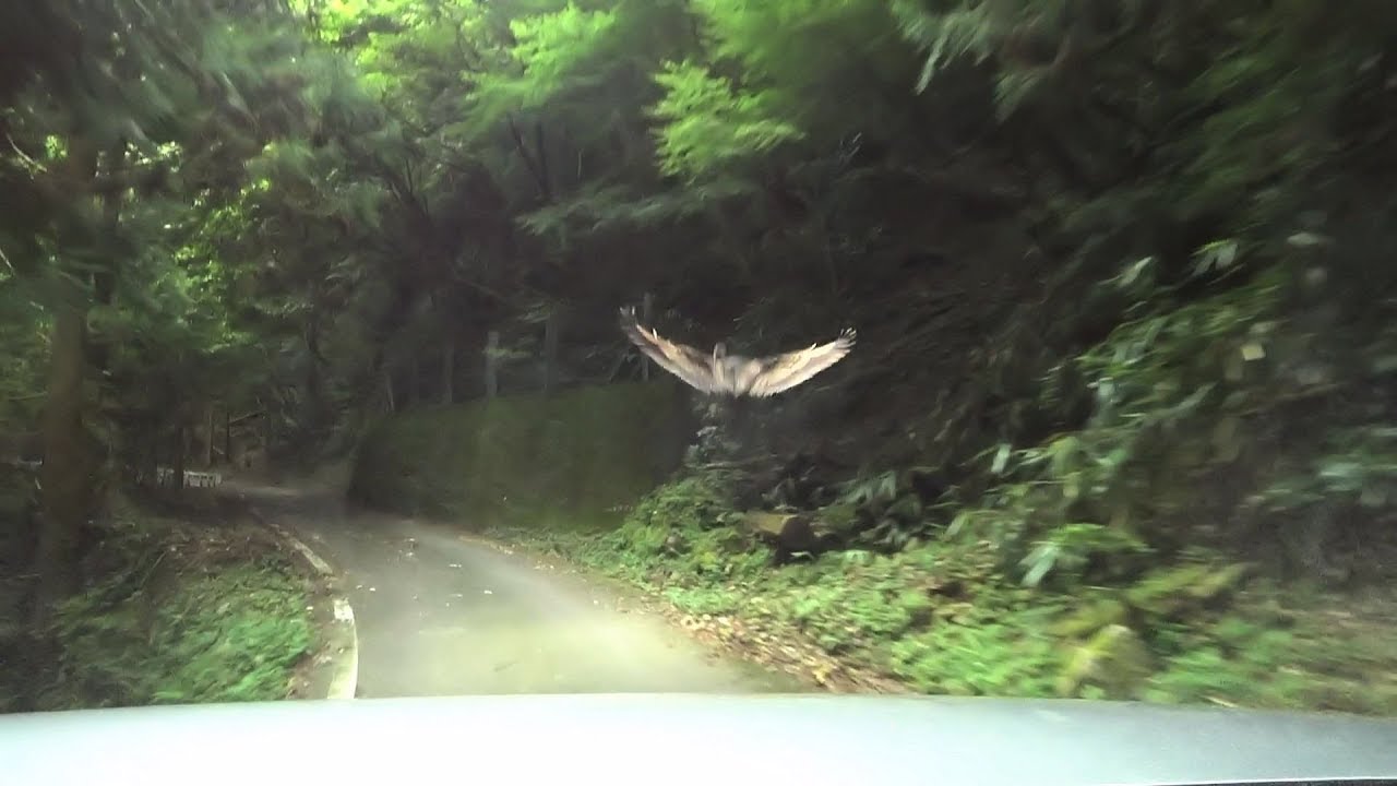 【険道★/鳥とのニアミス】高知県道・愛媛県道6号 高知伊予三島線 part 3【土佐町】