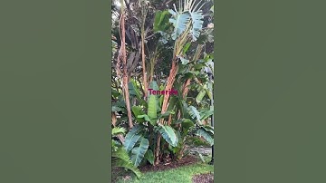 #msccruise #cruiseline