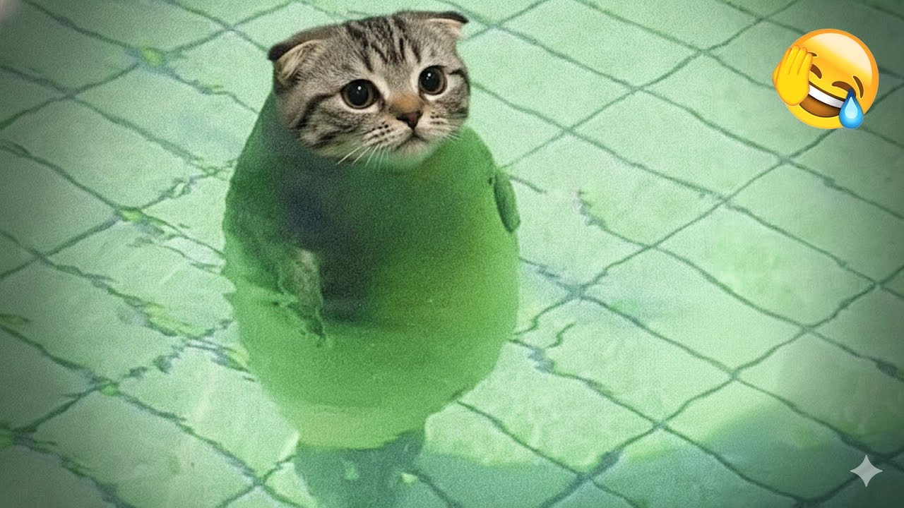 Try Not To Laugh😽Funniest Cats and Dogs Clips 2026😺🐩