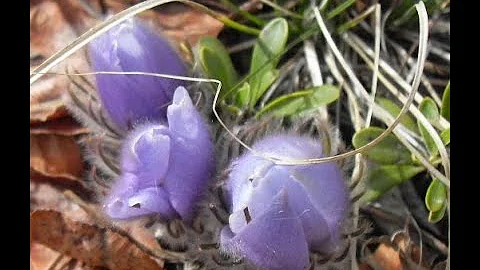 CoNPS Citizen Science and Phenology Webinar