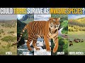 Could Tigers Survive as Invasive Species in Africa, North America, Amazon, Antarctica, or Europe?
