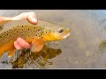 Catch n’ Cook AGGRESSIVE Brown Trout!