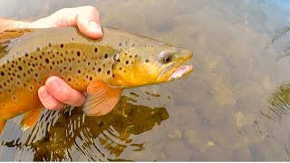 Catch N’ Cook Aggressive Brown Trout!