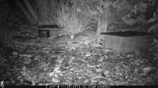 Even Hedgehogs need a Pee