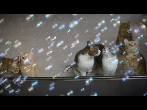 10匹の猫とシャボン玉♪  10 cats and Soap bubbles♪