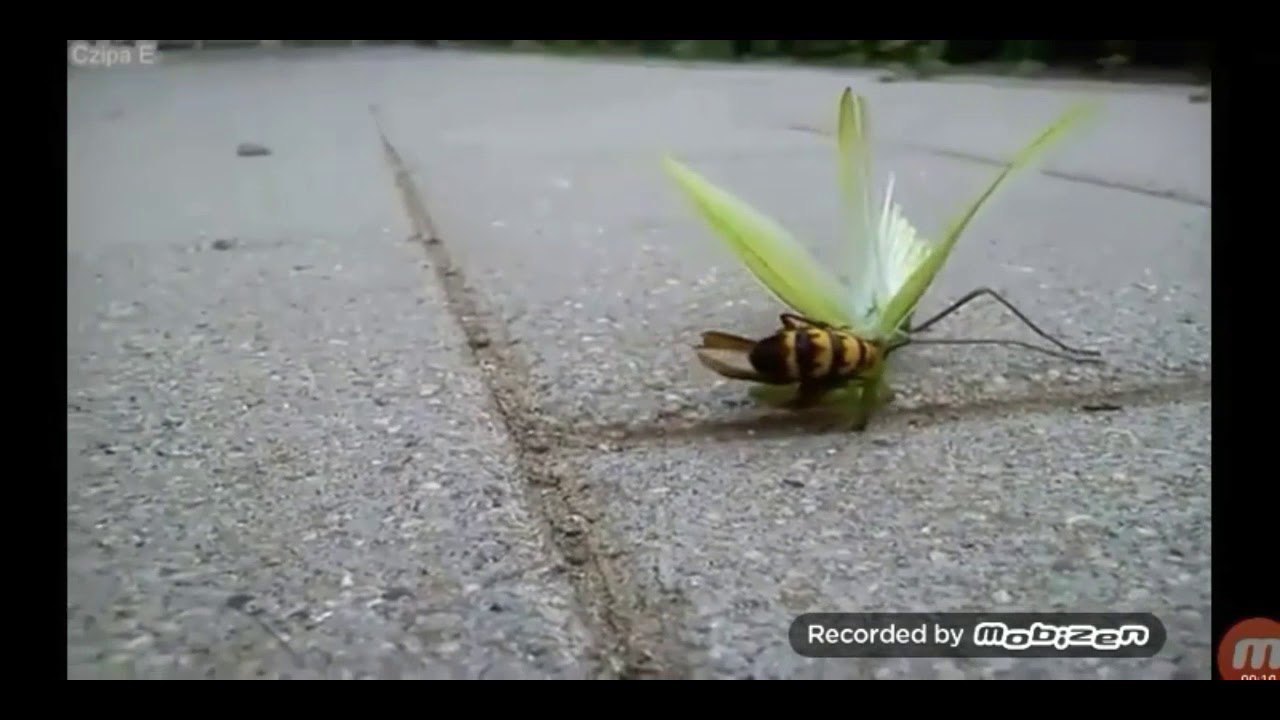 Insect fight Joe Rogan commentary YouTube