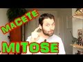 MITOSE (fases) - Macete