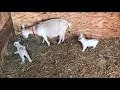 Our First Baby Goats