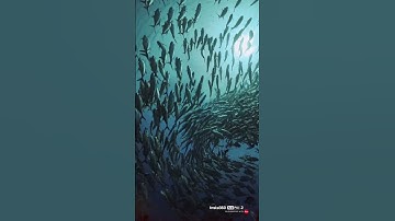 Insta360 AcePro2 aoi uwl-03 diving at Palau 帛琉 潜水