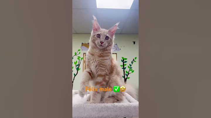 Video 10525901: mainecoon cat kitten, mainecoon kittens adorable, adopt mainecoon cat