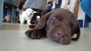 Chiens détecteurs de crises d&#39;épilepsie, lapins médiateurs : zoom sur les animaux d&#39;assistance !