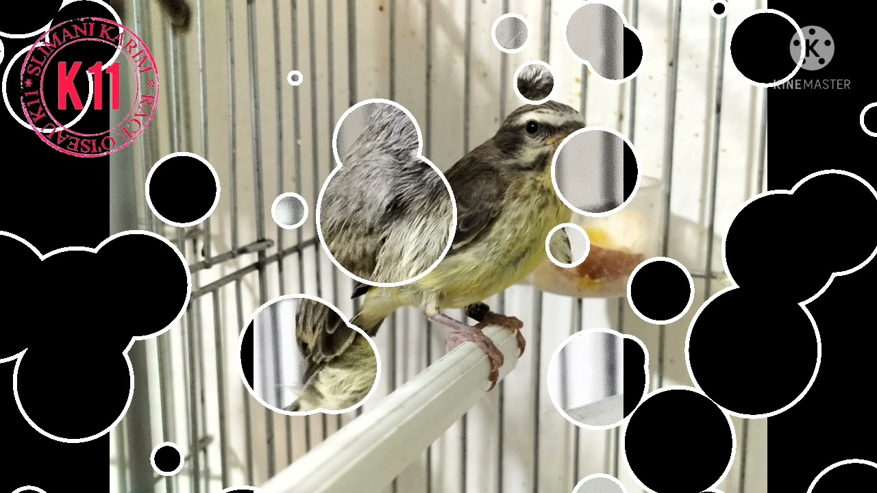 ( Jeune oiseau serin mozambique 2022 ) Karim Slimani, Bechar , Algérien