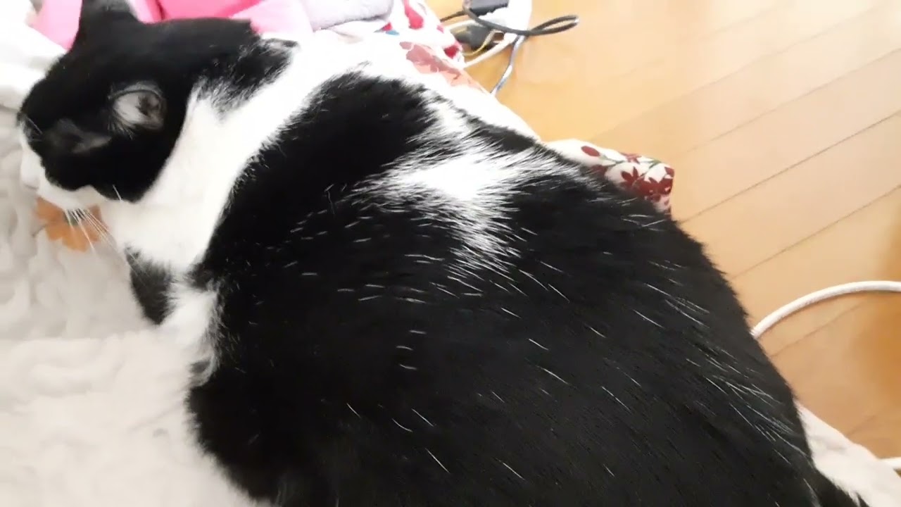 朝の雑談☆おとなしいかそうでないかの問題。
