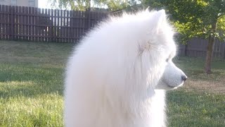 Lexi the Samoyed LIVE