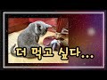 더 먹고 싶다오... 🤣 : 고양이 열빙어 먹방 #고양이먹방, #catmuckbang, #cateating, #열빙어