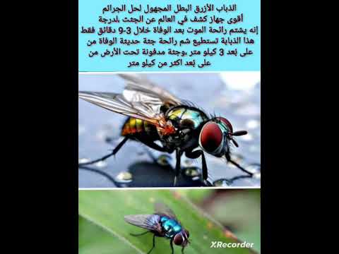 الذباب الازرق