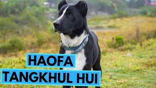 Haofa  Tangkhul Hui Dog Breed  TOP 10 Interesting Facts