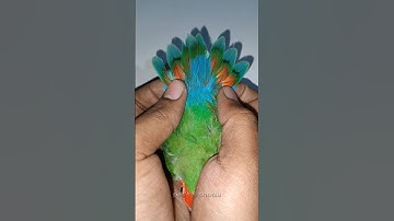 🦜How To Identify Male And Female💝Love Bird #birds #birdslover #parrot #shortsfeed #shorts #parakeet
