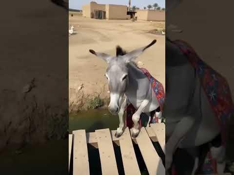 الحمار الحرامي اكسبلور كوميديات  المشير كوميديا مصرية هتضحك السعوديه ضحك من القلب