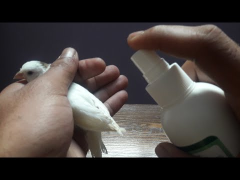 إحذر أن ترتكب هذا الخطأ حتى لا تفقد طيورك علاج الفاش عند الكناري و باقي الطيور