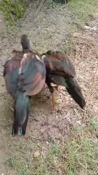 ANAK AYAM BANGKOK PUKUL  LANGSUNG MATI