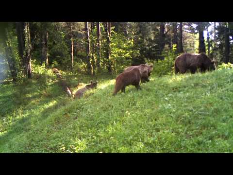 დათვების ოჯახი ბორჯომ-ხარაგაულის ეროვნულ პარკში | Borjomi-Kharagauli National Park