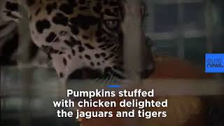 Watch Tigers And Jaguars Get An Early Halloween Treat