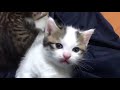 子猫を追跡するとかわいい結果に・・・