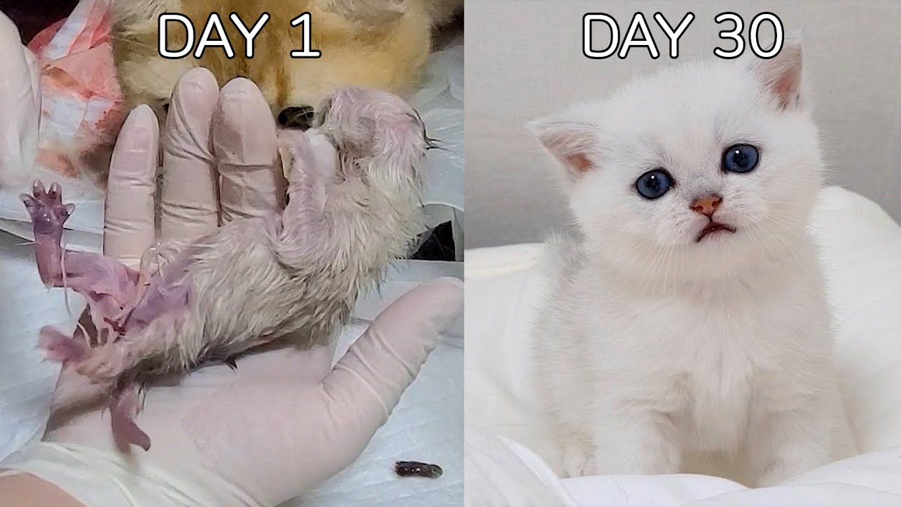 아기고양이 탄생 후 30일간의 기록