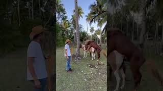 Mating This Philippine Pony