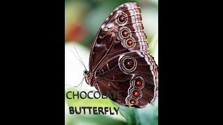 Butterfly Made Of Chocolate And Many More Random Facts - Tff Ep 1