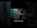 No Brain, No Problem: The Alien Biology of Starfish