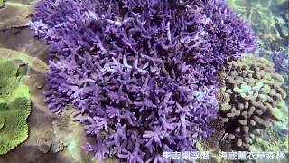 澎湖南方四島國家公園｜東吉嶼｜東嶼坪｜浮潛｜海底紫色薰衣草森林｜vlog